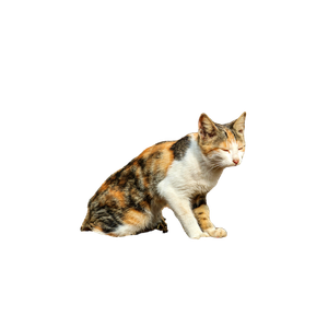 A Calico Cat Basking In The Sun In A Rustic Outdoor Setting, Exuding Tranquility. 17772 - Cat PNG image with transparent background
